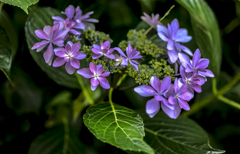 庭の紫陽花　１