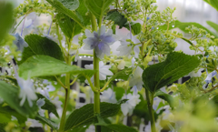 庭の紫陽花
