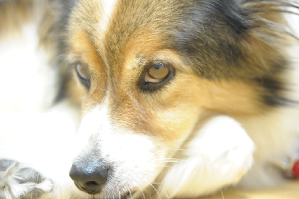 眼差し（2013年撮影）