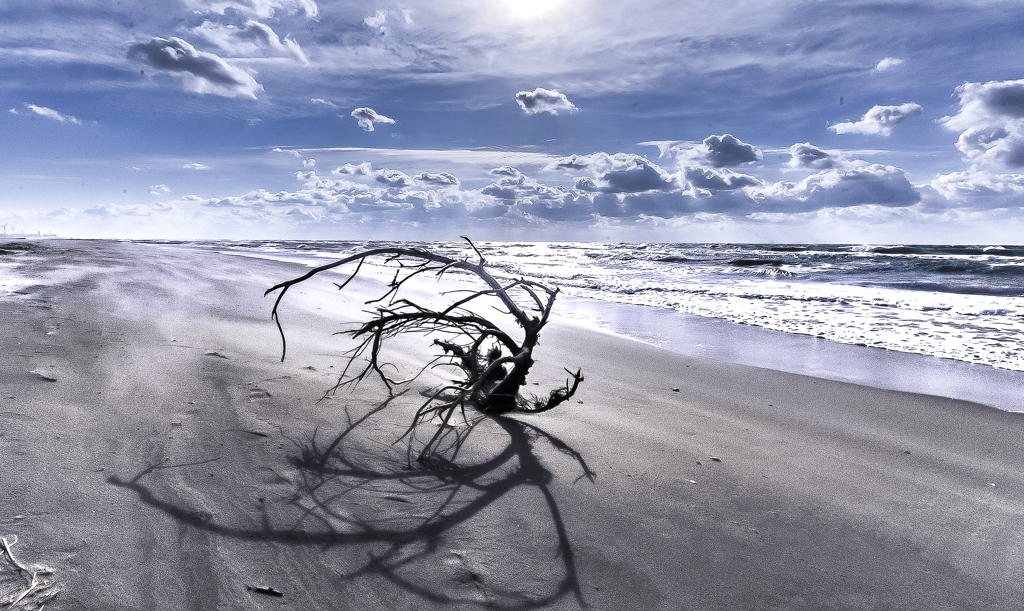流木の風景　２