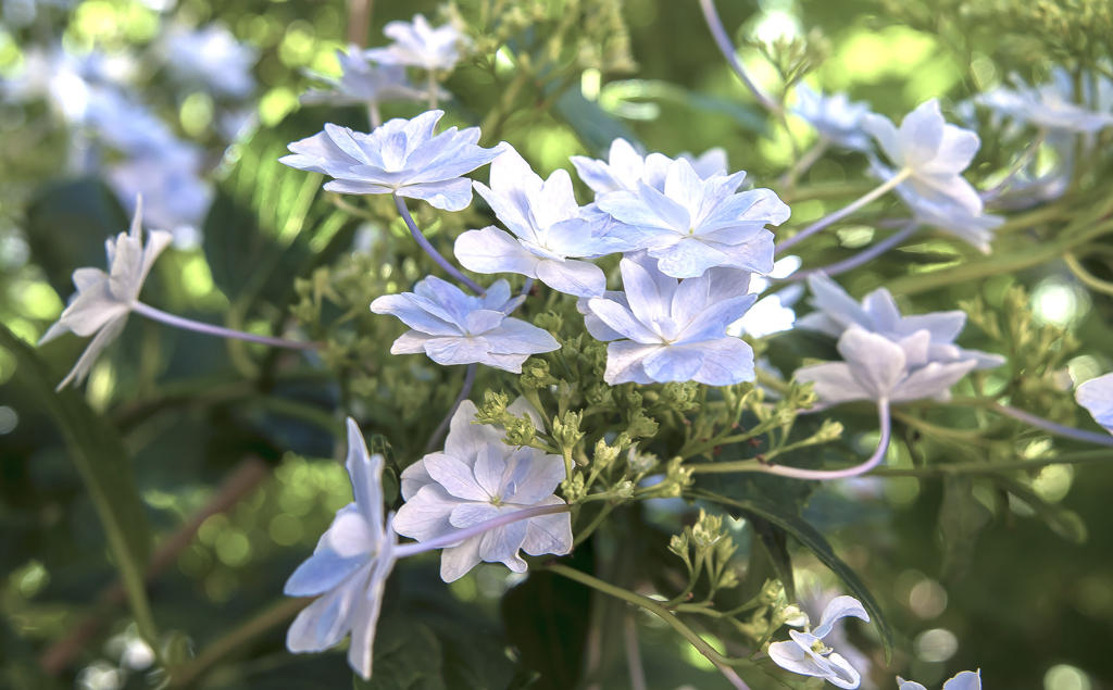 白い紫陽花