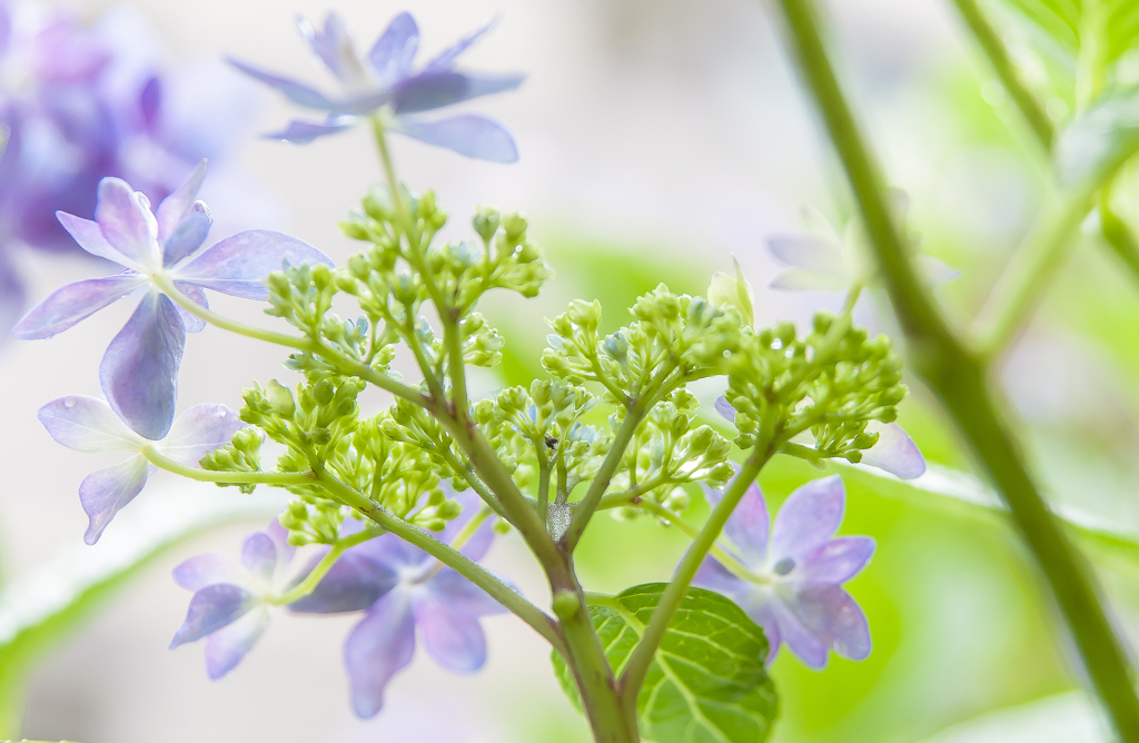 紫陽花に雨