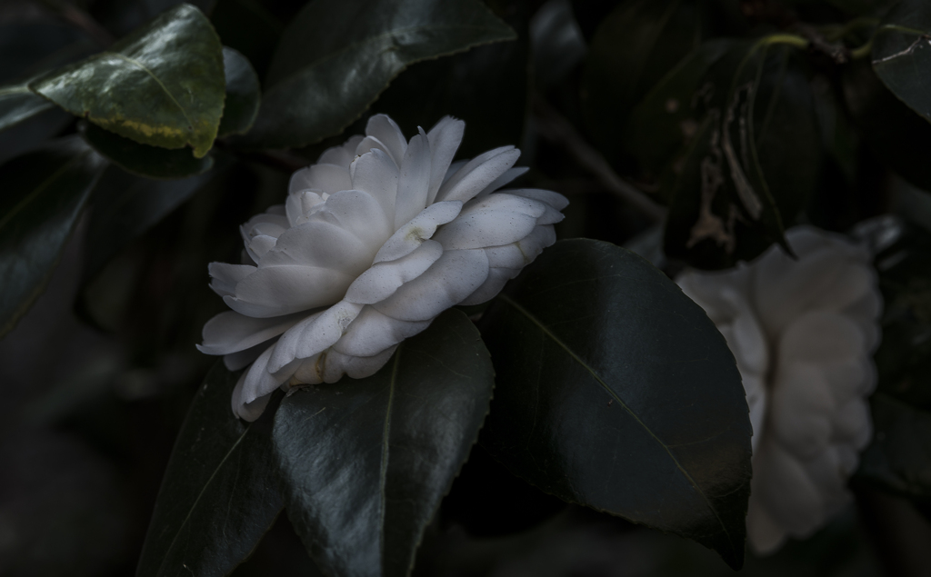 白い椿