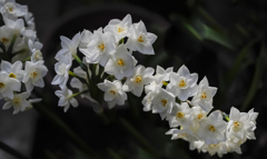庭に咲く花