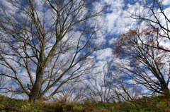 冬枯れの空