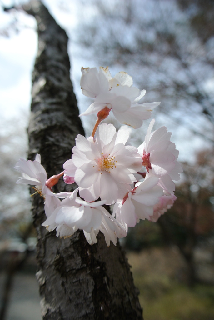 桜