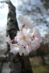 桜