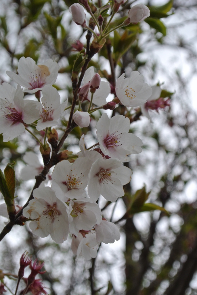 桜