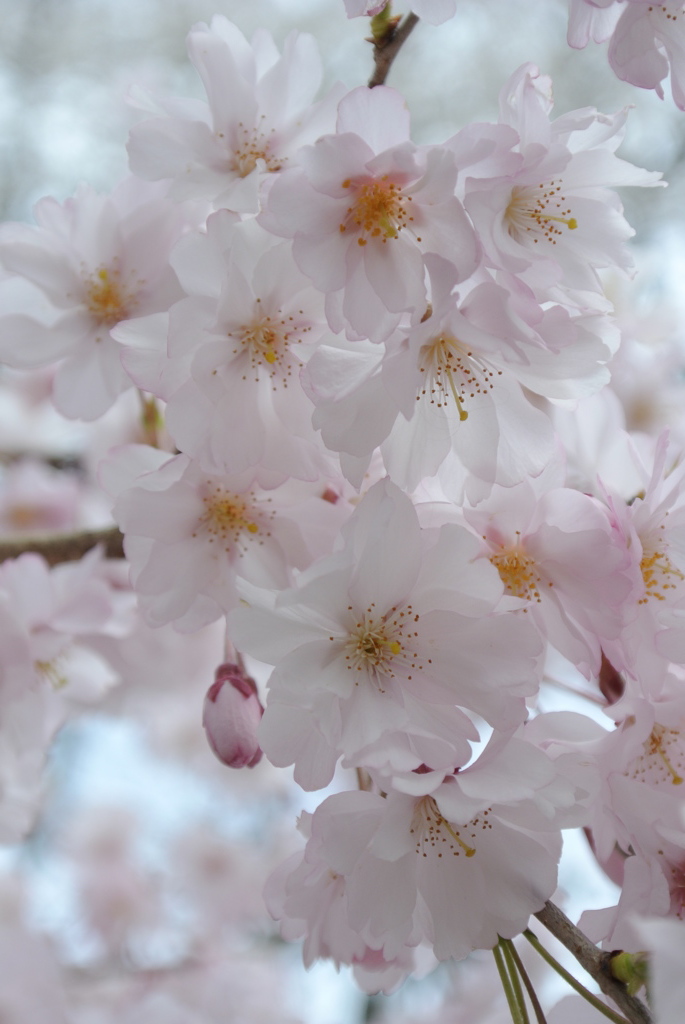 桜