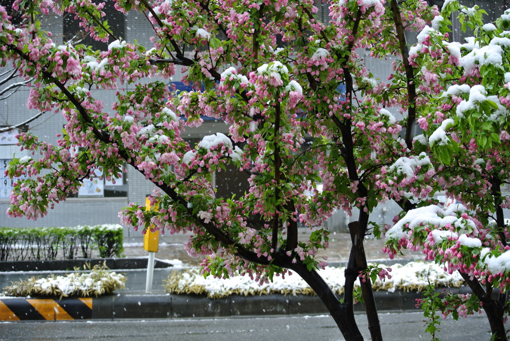 季節はずれの雪