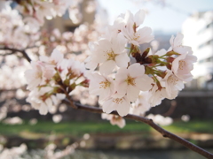 桜