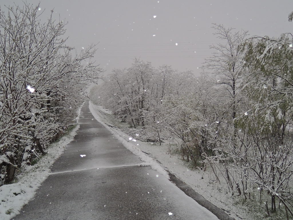 雪景色