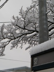 雪の朝（WB：日陰）