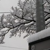 雪の朝（WB：日陰）