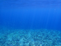 魚キラキラ