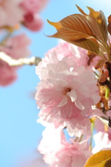 八重の桜
