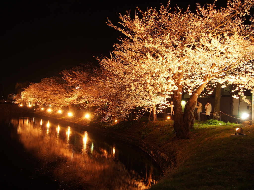 夜桜