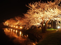 夜桜