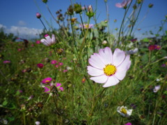 秋桜