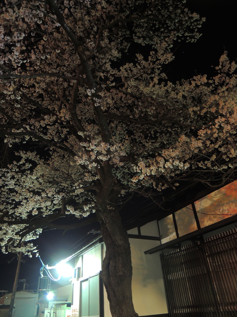 夜桜