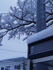 雪の朝