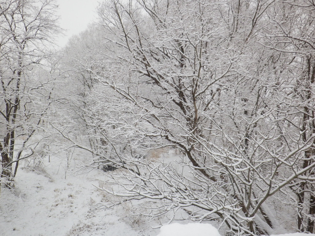 雪の朝