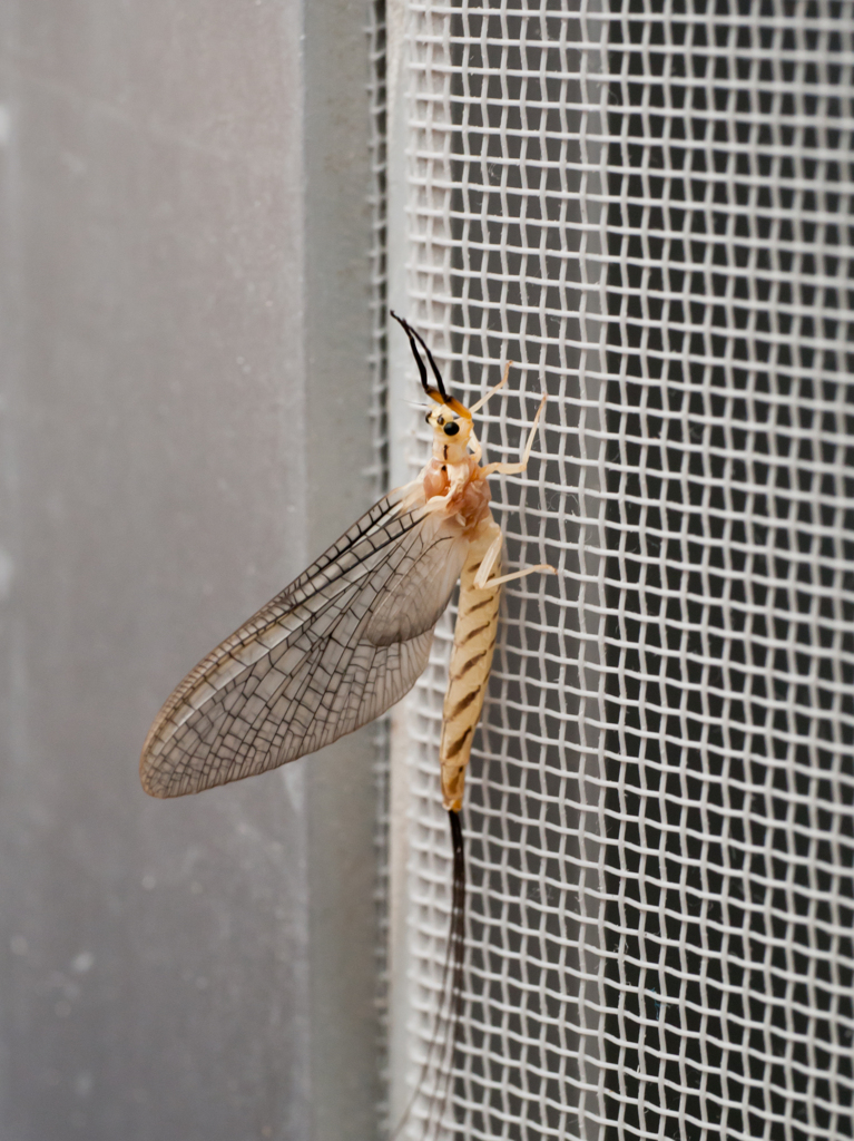 Ephemera japonica