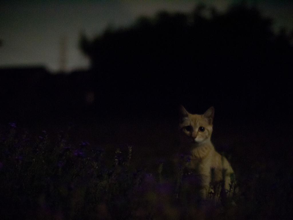 Cat in the Dark