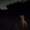 Cat in the Dark