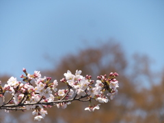 桜