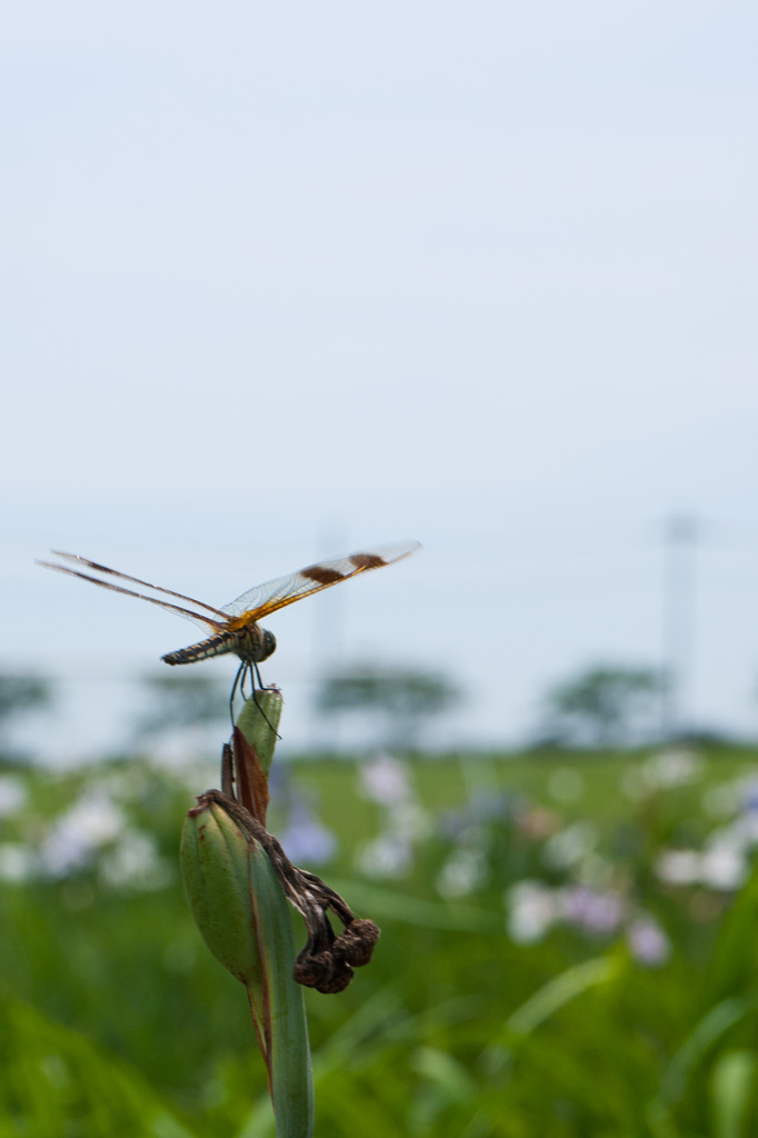 Dragonfly