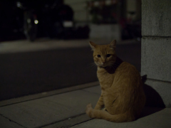 Cat in the Dark Ⅱ