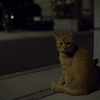 Cat in the Dark Ⅱ