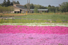 芝桜