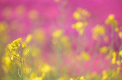 芝桜