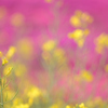 芝桜