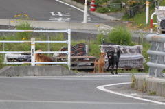 新地町のワンキー達