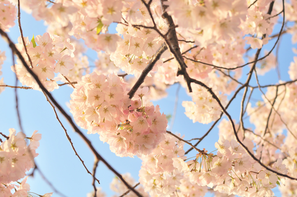 SAKURA 1