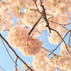 SAKURA 1