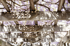 Japanese wisteria
