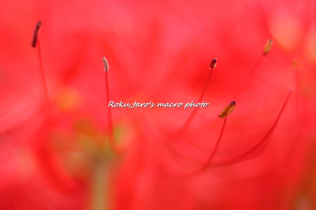 Red spider lily　赤き妖女