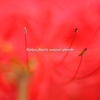 Red spider lily　赤き妖女