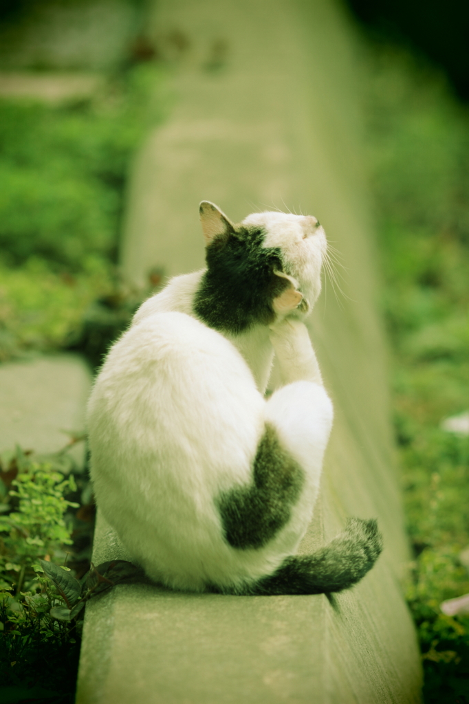 ひねもすのたりのたりかな…