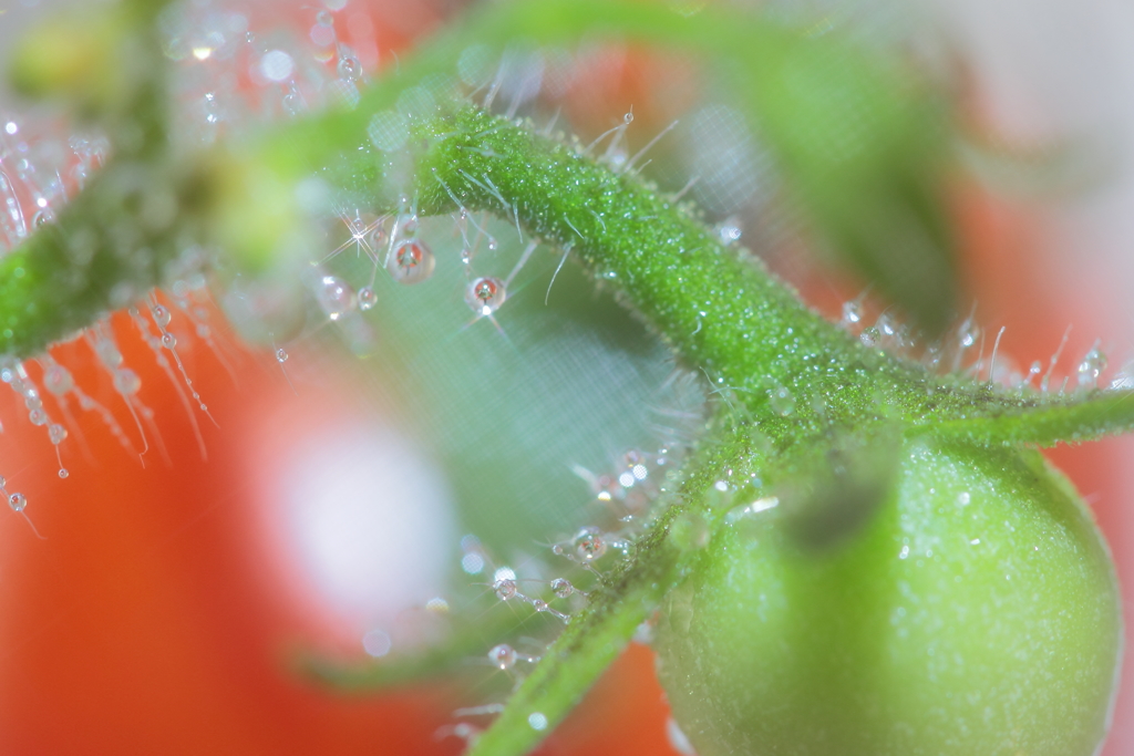 petit…プチトマトの栽培