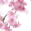 華やかなる春舞