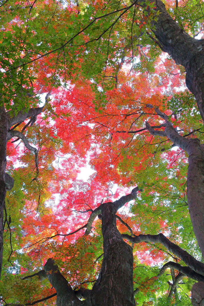 秋色の森で…