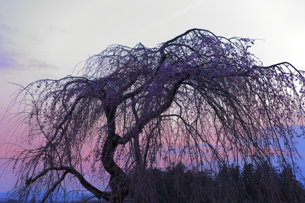 Cherry colorの空と枝垂桜と…