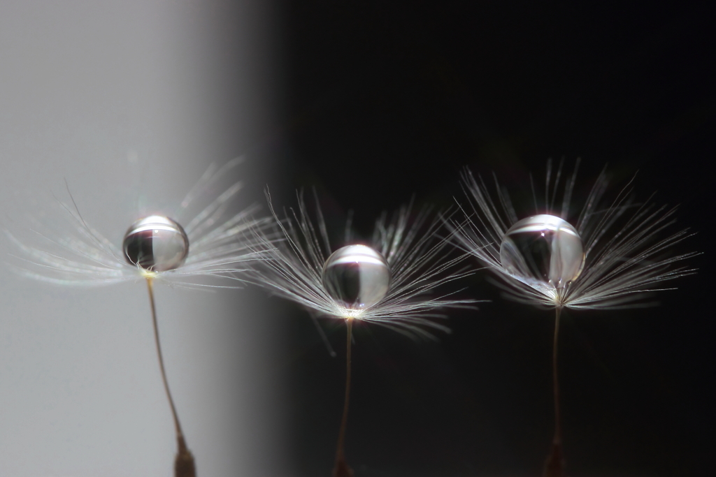 Dance of water droplets