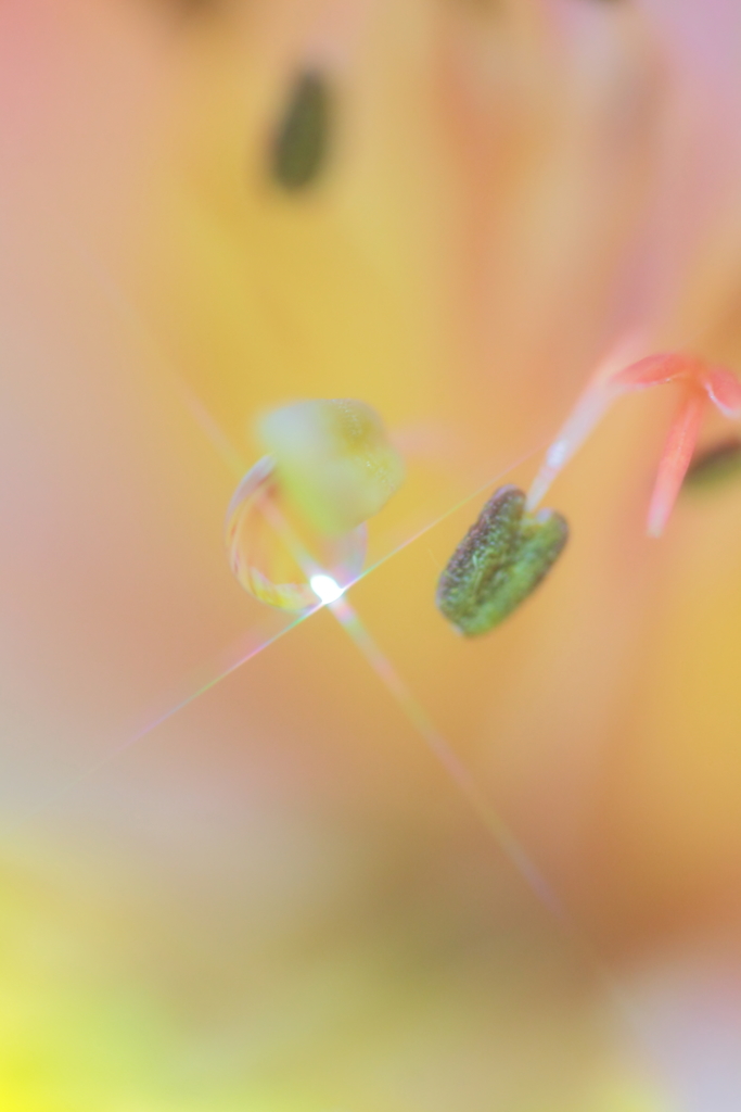 Stamens and pistils and drop…