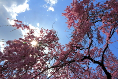 春の光と枝垂れ桜と。。。